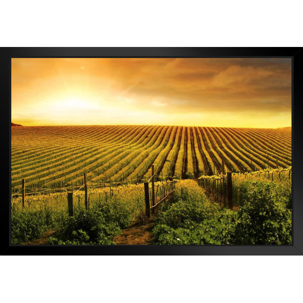 Latitude Run® Stunning Wine Vineyard Sunset Barossa Valley Photo Black